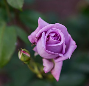 Purple Rose