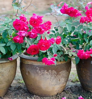 Potted Roses