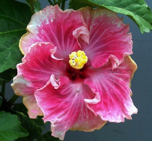 C'est BonHibiscus