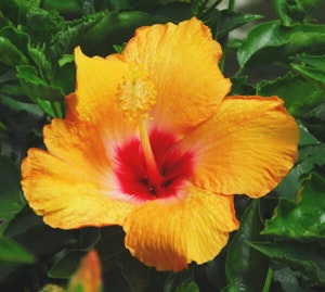 Cherie  Hibiscus