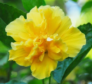 Crown of Bohemia Hibiscus