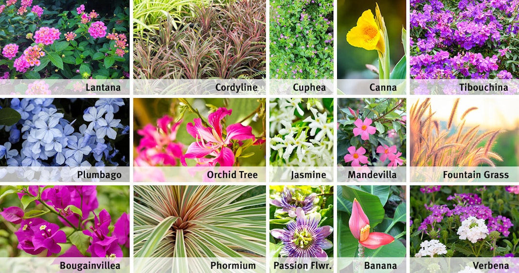Companion Plants for Hibiscus