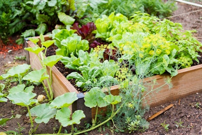 raised garden bed growing edibles vegetables and herbs