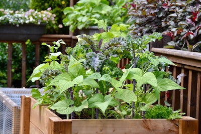 small space edible gardening in container on deck