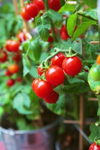 miniature tomatoes for small space gardening
