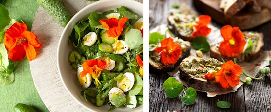 nasturtium flowers as edible flowers garnish and as ingredients in salads and appetizers