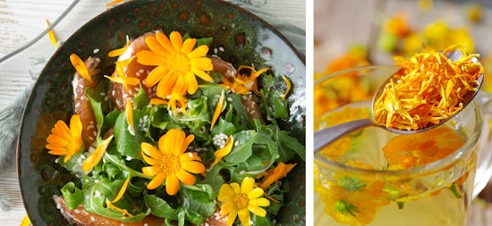 calendula as edible flowers garnish and as ingredients salads and tea