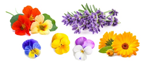 edible flowers nasturtium, lavender, pansies and calendula