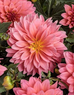 dahlias virtuoso pinkerific proven winners