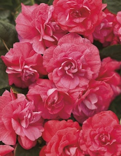 rockapulco impatiens proven winners