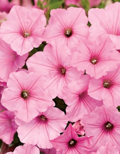 supertunia bubblegum petunia proven winners