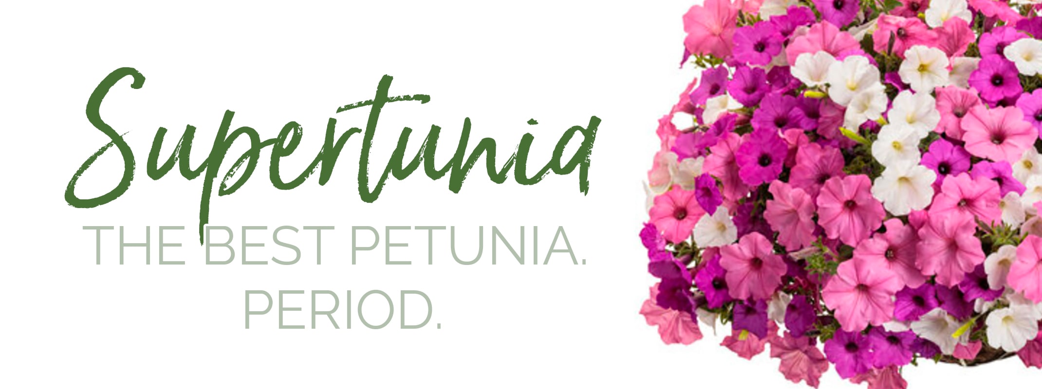 supertunia petunia the best petunia. period with hanging basket