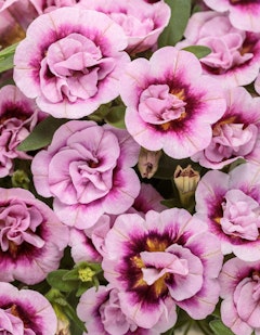 calibrachoa superbells double smitten petunia proven winners