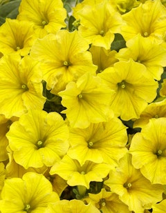 supertunia mini vista yellow proven winners