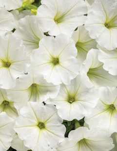 supertunia snowdrift petunia proven winners