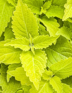 lime time colorblaze coleus proven winners