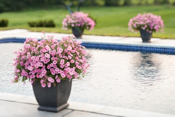 supertunia bubblegum petunia poolside