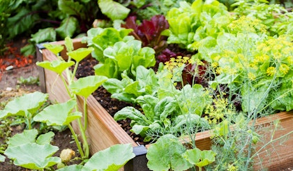 raised garden bed for succession planting