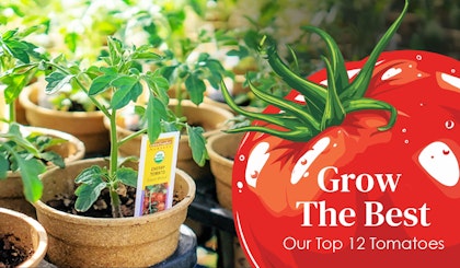 tomato plants and tomato that reads grow the best our top 12 tomatoes