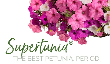 Supertunia the best petunia. period hanging basket