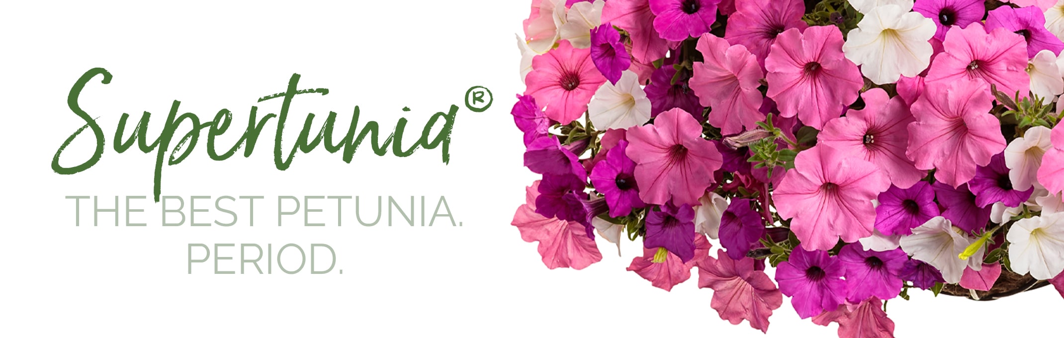 Supertunia the best petunia. period hanging basket