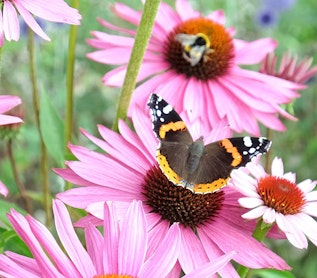 pollinator flowers color theory echinacea and white daisy, purple flowers in foreground