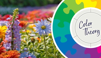 color theory color wheel and colorful flowers
