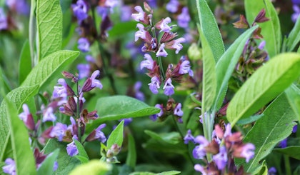 garden of abundance salvia and herbs