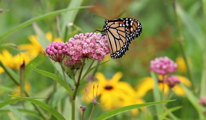 pollinator gardens butterfly on milkweed