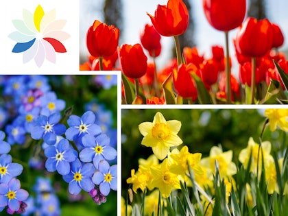 triadic flowers color theory yellow, red, blue