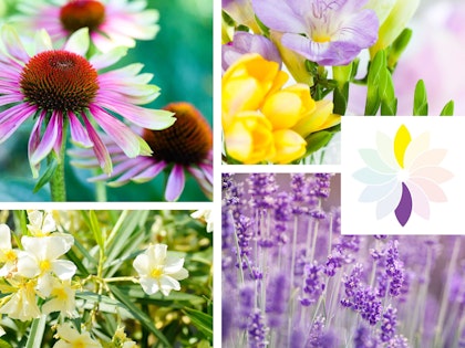 complimenetory flowers color theory purple, yellow