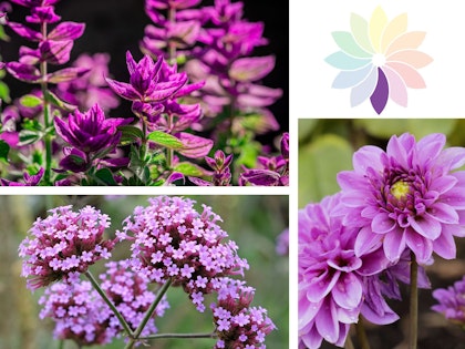 monochromatic flowers color theory purple