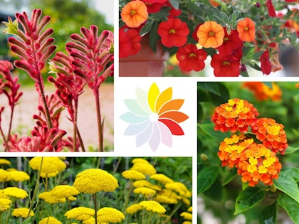 analogous flowers color theory yellow orange and red