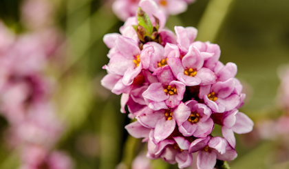 Close up of daphne