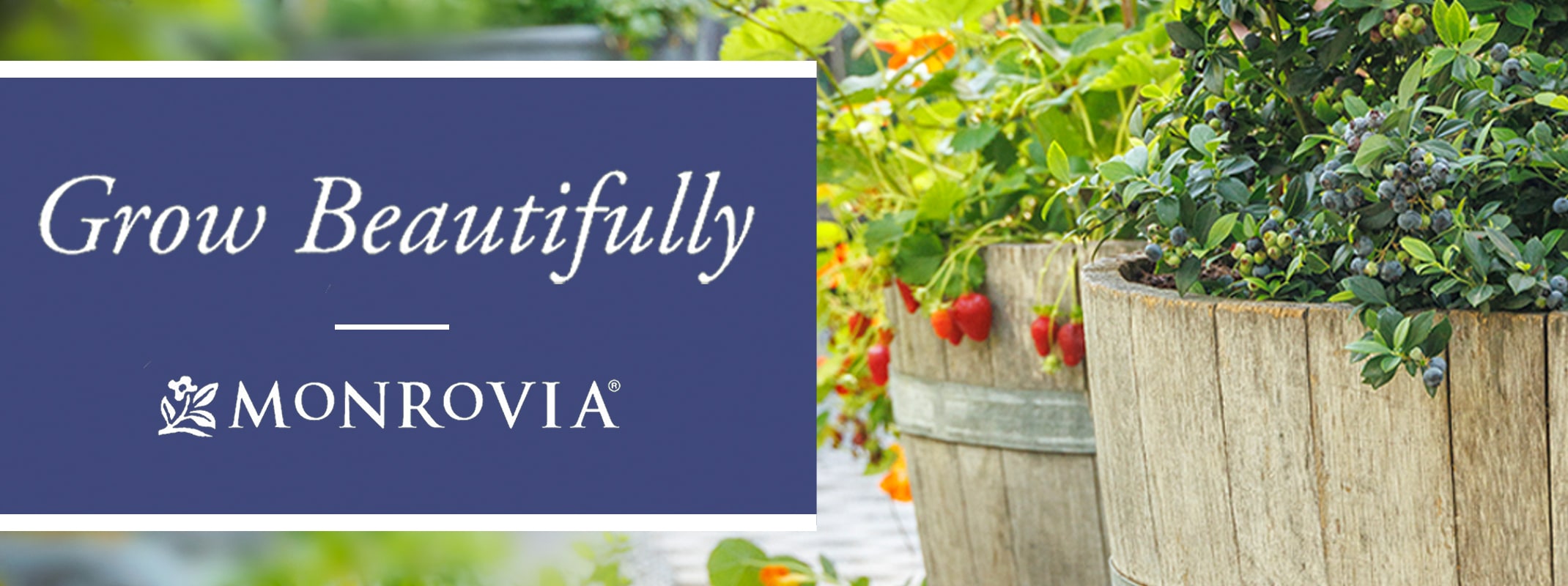 monrovia grow beautifully berries for containers