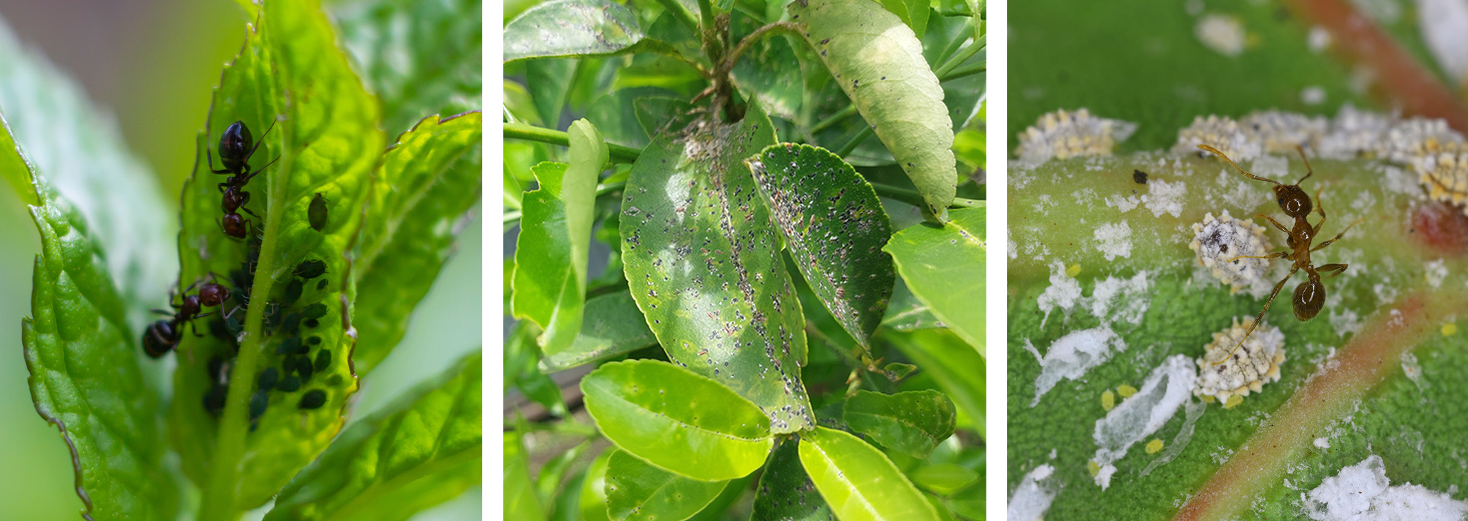 Ants on leaves with aphids, scale and mealybugs in the garden.
