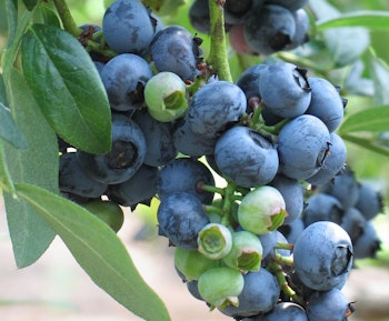 blueberries