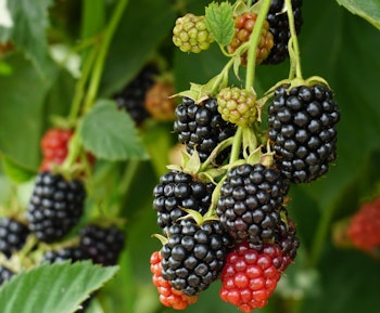 blackberries