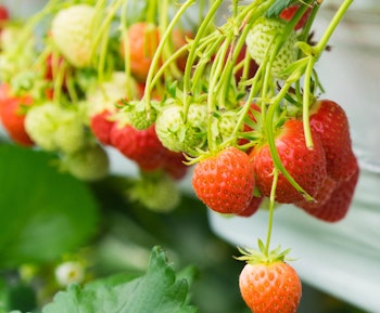seascape strawberries