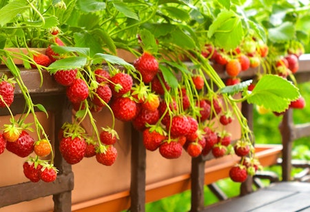 containers with strawberries