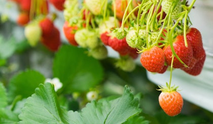 strawberries in containers