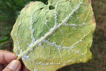 Eggplant Leaf with White Flies.
