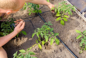 A man checking irrigation in garden.