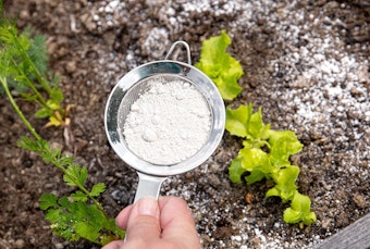 Sprinkling diatomaceous earth in the garden.