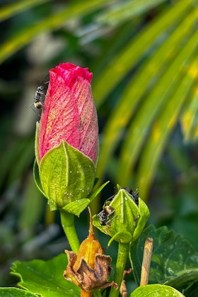A hibiscus bud crawling with ants.