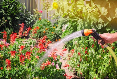 Someone watering their garden with a hose and hand wand.