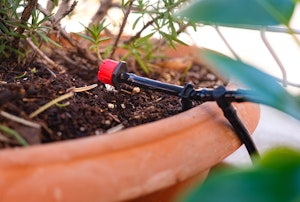 Watering by Drip A pot with a plant being watered by a drip system.