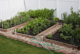 Four raised garden beds being watered by a drip system.