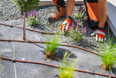 Someone installing a drip irrigation system around a variety of plants.