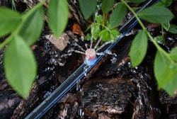 Watering with a Drip System A plant being watered by a drip system.